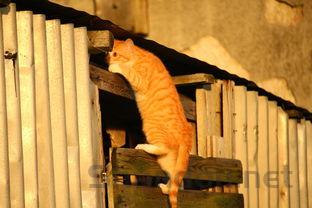 世界上身体最奇特的鱼:斑点管口鱼像根软水管