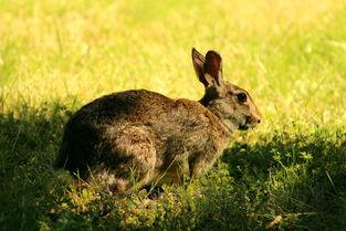2024年世界上最漂亮的兔子 公主兔长得非常可爱(附排名前十完整榜单)