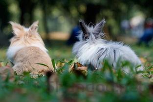 2024年世界上最漂亮的兔子 公主兔长得非常可爱(附排名前十完整榜单)