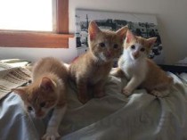 十大世界上最贵的狗大盘点，不是一般人可以买得起的！