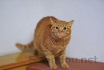 猫咪身上秃毛溃烂是什么引起的？猫咪身上秃毛溃烂要怎么改善？