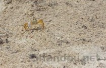 全国哪的小龙虾最有名，中国最牛小龙虾在哪买