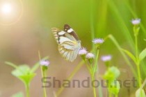 世界上最罕见美丽的十种鸟，第二种寿命达50岁