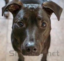 世界上最厉害的狗：比特犬好勇斗狠 战斗力强悍(附2024排名前十完整榜单)