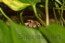 世界上最大最重的蛇，森蚺体长可达10米