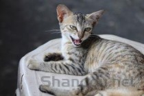 猫咪尿血是何原因？猫咪尿血该怎么处理？