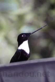 世界上最稀有的鸟：大鹮数量在100头左右