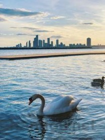 世界上最浪漫的10种动物 排名第一的是河豚(2024年最新排名前十榜单)