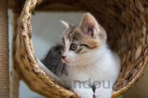 世界上最胖最重的猫：凯蒂猫重达23公斤