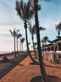 世界上最奇特的树木 加那利群岛的龙树成伞状形状(2024年最新排名前十榜单)