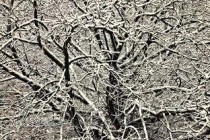 世界上最大的树到底有多重？雪曼将军树重达2800吨(附2024排名前十完整榜单)