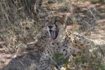 世界上最聪明的大猩猩：不仅会做饭 还会说384个单词(附2024排名前十完整榜单)