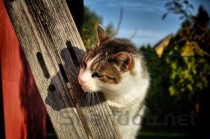 猫咪大小眼眼分泌物增多的问题出在哪？有什么办法恢复？