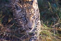 世界上最快的动物排行榜，猎豹时速130公里竟排名第三