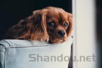 猫咪经常打喷嚏，流眼泪身上掉毛要怎么改善？