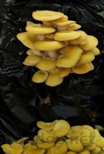 什么蘑菇最好吃，世界上好吃的蘑菇有哪些，全球十大美味又营养的蘑菇排名(附2024年最新排行榜前十名单)