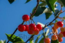 世界上最大的樱桃，波尔娜大樱桃果重可达20克