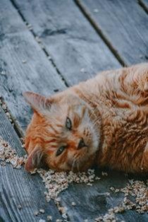 猫咪呕吐出来虫后面吐白沫和黄水该咋整？