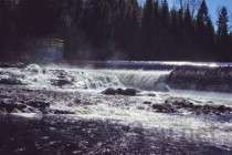 世界上最不怕热的动物，把火山当作是游泳池