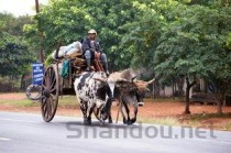 世界上最刺激危险的秋千，玩之前要签署生死状（世界最恐怖的秋千）
