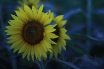 世界上最大的葵园,栽培了100万株向日葵