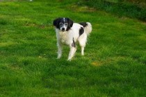 猫咪呼吸频率稍快是什么原因导致的？猫咪呼吸频率稍快该如何是好？