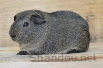 世界上最大的啮齿宠物，水豚体长达1.5米