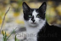 小猫打喷嚏眼睛湿润的是什么引起的？要怎么弄？