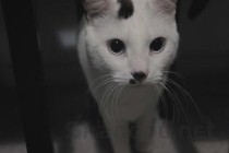 猫牙龈发红是啥缘故？猫牙龈发红有什么办法恢复？