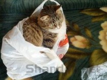 猫咪一直拉稀还恶臭是什么引起的？有什么办法恢复？