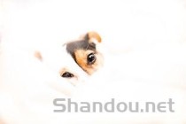 世界上最小的十种狗 最小的吉娃娃只有1公斤(2024年最新排名前十榜单)