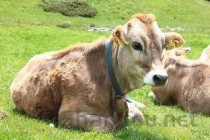 吉尼斯世界上最大的奶牛，高1.9米重1吨