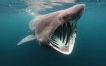 巨型鲨鱼十大排名,十大已灭绝的鲨鱼（巨型鲨鱼的鱼）