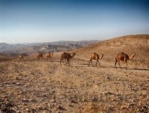 世界历史猛兽排名前十，世界上猛兽排名