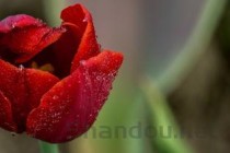 世界上最独特的花排名 龙花凋零后形似人的头骨(2024年最新排名前十榜单)