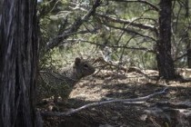 世界上最大的松鼠，巨松鼠体长1米重6斤