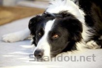 狗狗打喷嚏喷出来的是白色的东西是什么原因？该咋整？