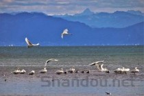 世界上最美丽的三种鱼，五彩博鱼荣获冠军