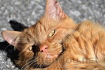 猫咪吐了几次是红色的是什么引起的？该咋整？