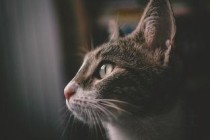 猫咪耳朵发红有脏水是怎么回事？该如何是好？