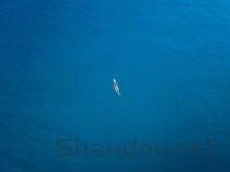 世界上最蠢的鱼，巨骨舌鱼自动就往船里跳