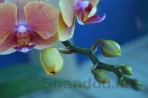 世界上最贵的兰草排名：翡翠兰上榜 鬼兰稳居冠军宝座(附2024排名前十完整榜单)