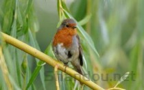 世界上防御最强的动物排名，象鹰蛾毛虫上榜