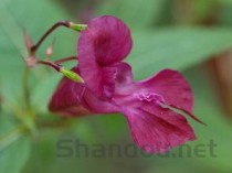 世界上最神秘的花排行榜,2024最新排名前十名对比