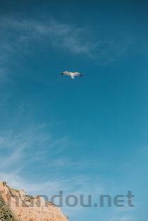 世界上会飞的蜥蜴，飞蜥自带“降落伞”