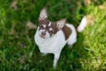 狗狗老吐白沫是什么原因？狗狗老吐白沫要吃药吗？