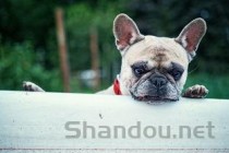 幼猫呼吸声大打喷嚏是何原因？该怎么解决？