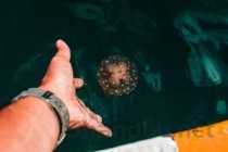 世界上毒性最强的章鱼，蓝环章鱼可致人丧命