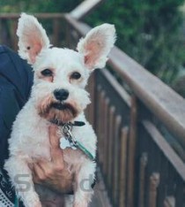 世界上十大最勇敢的狗狗 雪纳瑞排第五(2024年最新排名前十榜单)