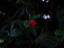 世界上花语最黑暗的花：曼陀罗、荼蘼花双双上榜